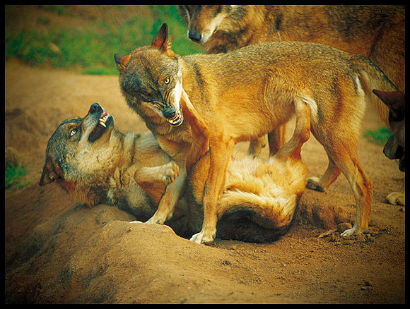 ARF_Portfolio_0440