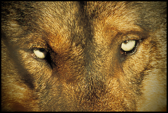 ARF_Portfolio_0436