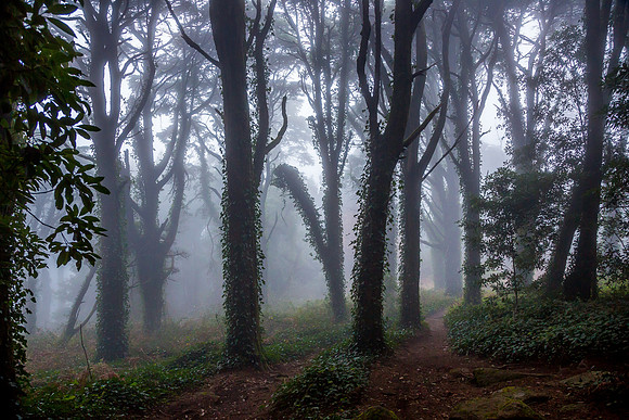 Sintra_Nevoeiro_081217_0014