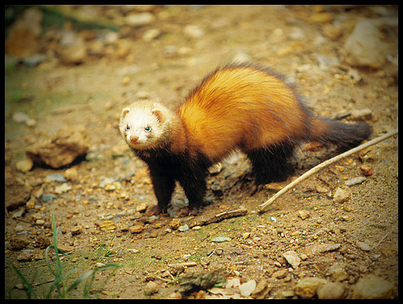 ARF_Portfolio_0454