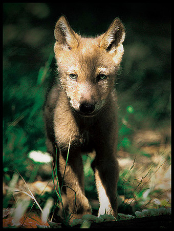 ARF_Portfolio_0435
